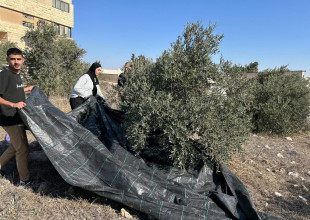 The ADS is organizing a volunteer week to clean, prune, till the land, remove weeds, and plant fruit trees at the Arab Orphanage School in Jerusalem.