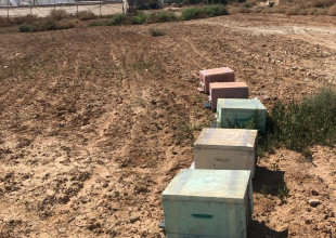 جمعية المشروع الإنشائي العربي تتسلم 5 خلايا نحل مقاومة للحرارة ضمن تجربة ميدانية في أريحا