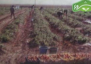 تاريخ الجمعية